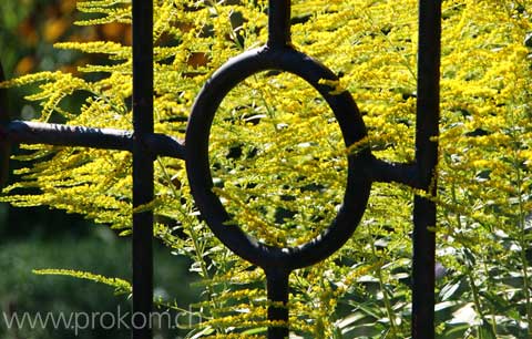 Botaqnischer Garten Formin