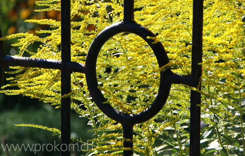 Botaqnischer Garten Formin