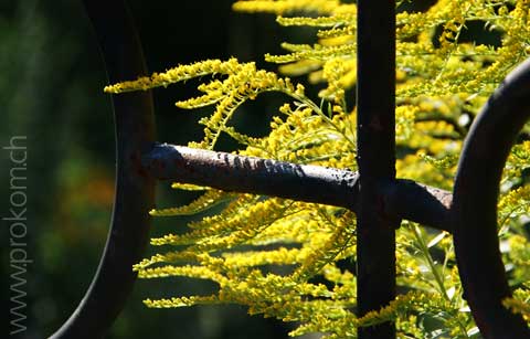 Botaqnischer Garten Formin