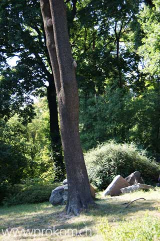 Botaqnischer Garten Formin