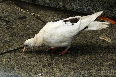 Ukraine, Kiew: Maidan
