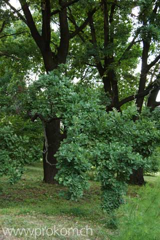 zentrale botanische Garten N.N. Grischko