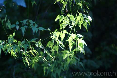 zentrale botanische Garten N.N. Grischko