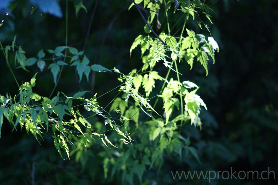 zentrale botanische Garten N.N. Grischko