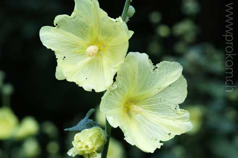 zentrale botanische Garten N.N. Grischko