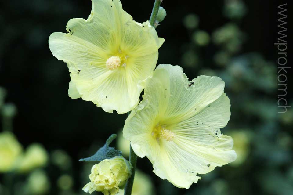 zentrale botanische Garten N.N. Grischko