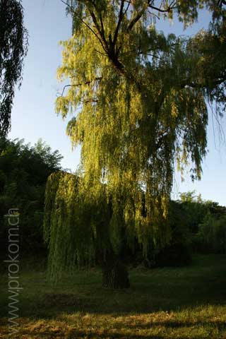 zentrale botanische Garten N.N. Grischko