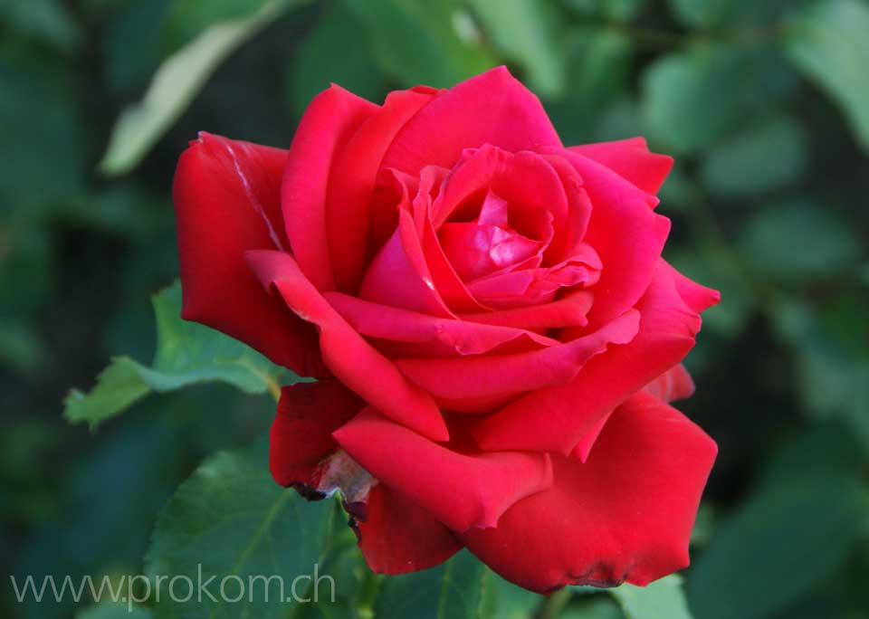 zentrale botanische Garten N.N. Grischko