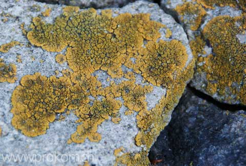 zentrale botanische Garten N.N. Grischko