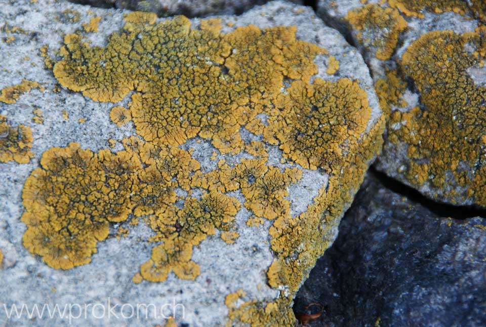 zentrale botanische Garten N.N. Grischko