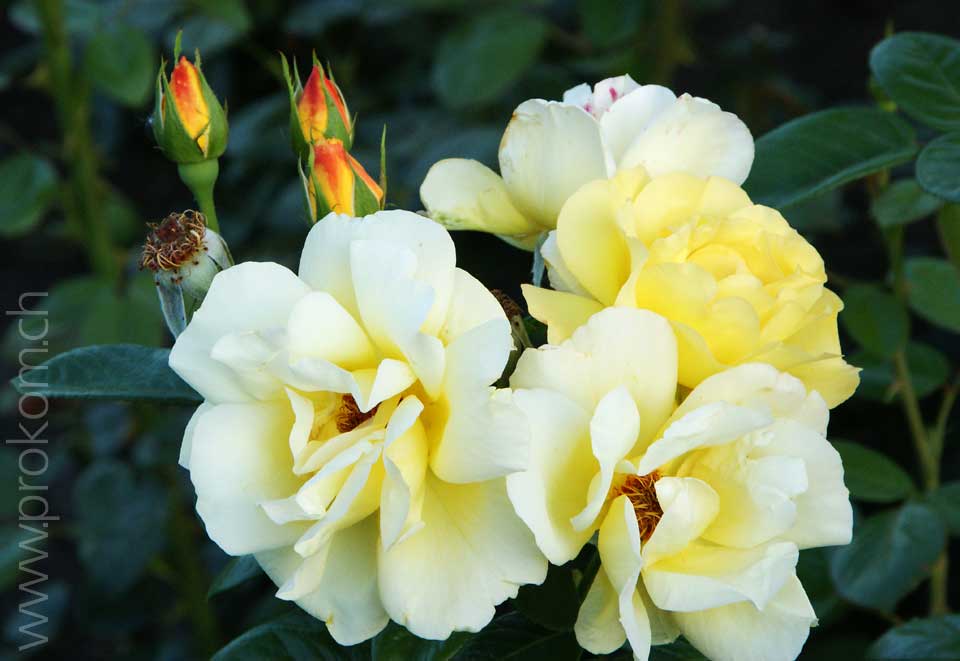 zentrale botanische Garten N.N. Grischko