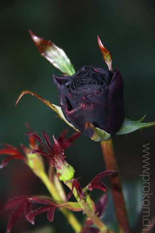 zentrale botanische Garten N.N. Grischko