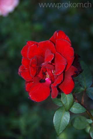 zentrale botanische Garten N.N. Grischko