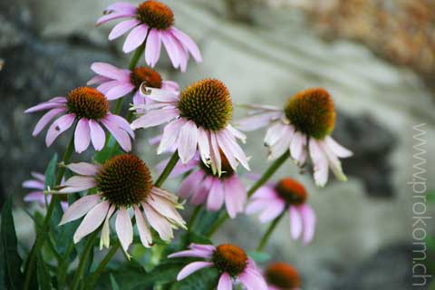 zentrale botanische Garten N.N. Grischko