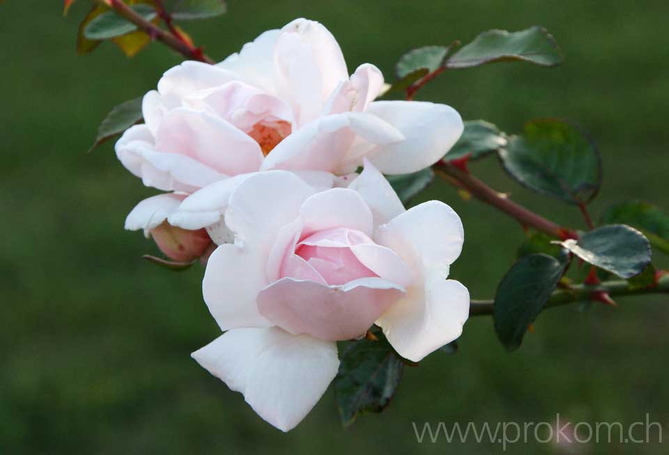 zentrale botanische Garten N.N. Grischko