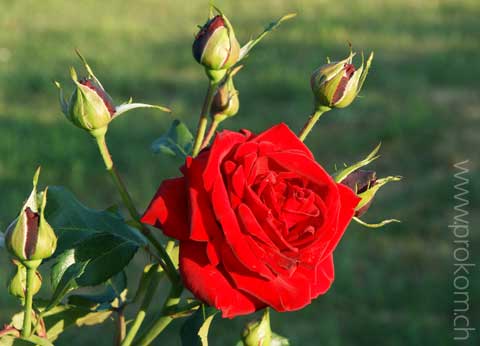 zentrale botanische Garten N.N. Grischko