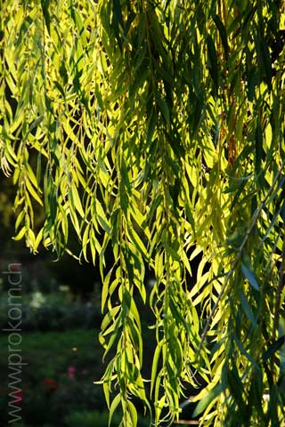 zentrale botanische Garten N.N. Grischko