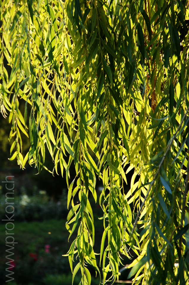 zentrale botanische Garten N.N. Grischko