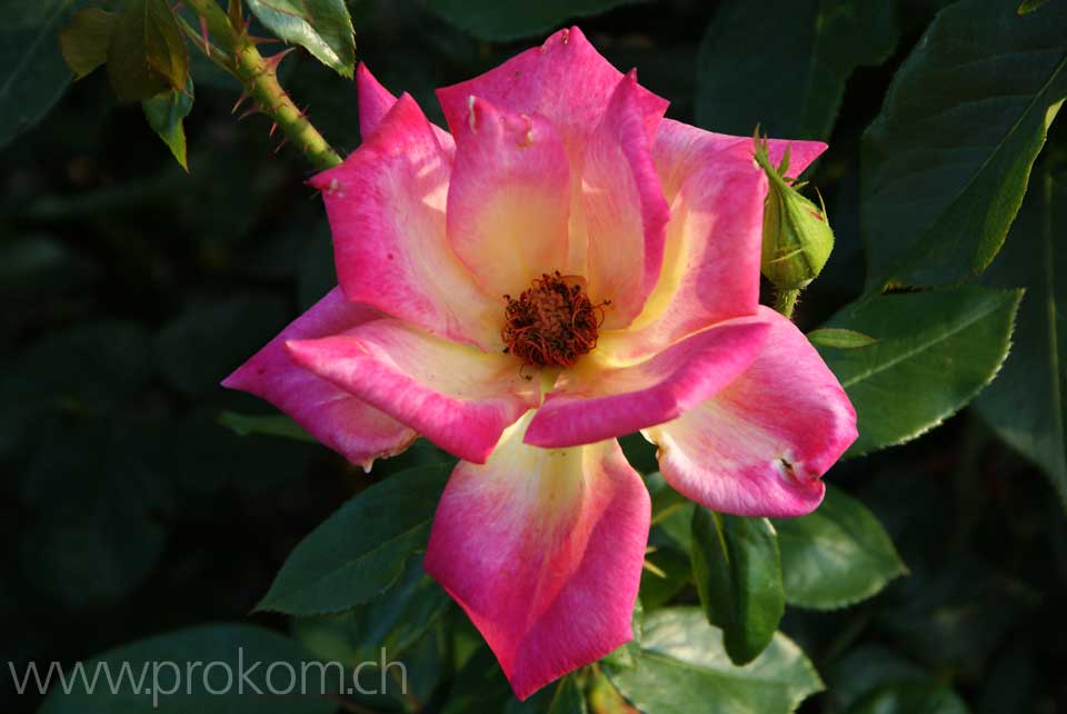 zentraler botanischer Garten N.N. Grischko