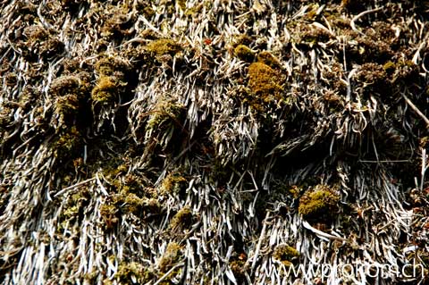 Moos auf den Strohdächern