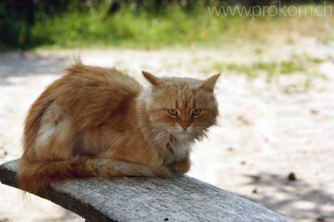 Die Katze hält Siesta.