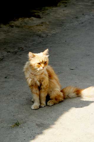 Vor einem Blockhaus: die Katze ist wohl schon betagt.