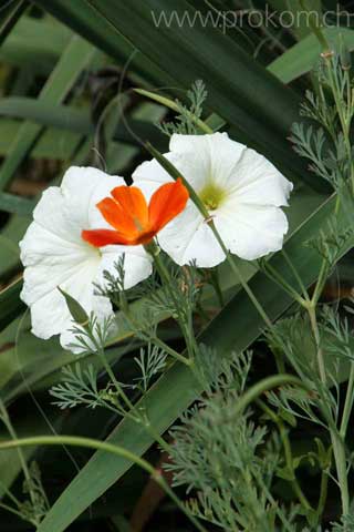 Ein wunderbarer Blumenstrauss, von Mutter Natur persönlich zusammengestellt.