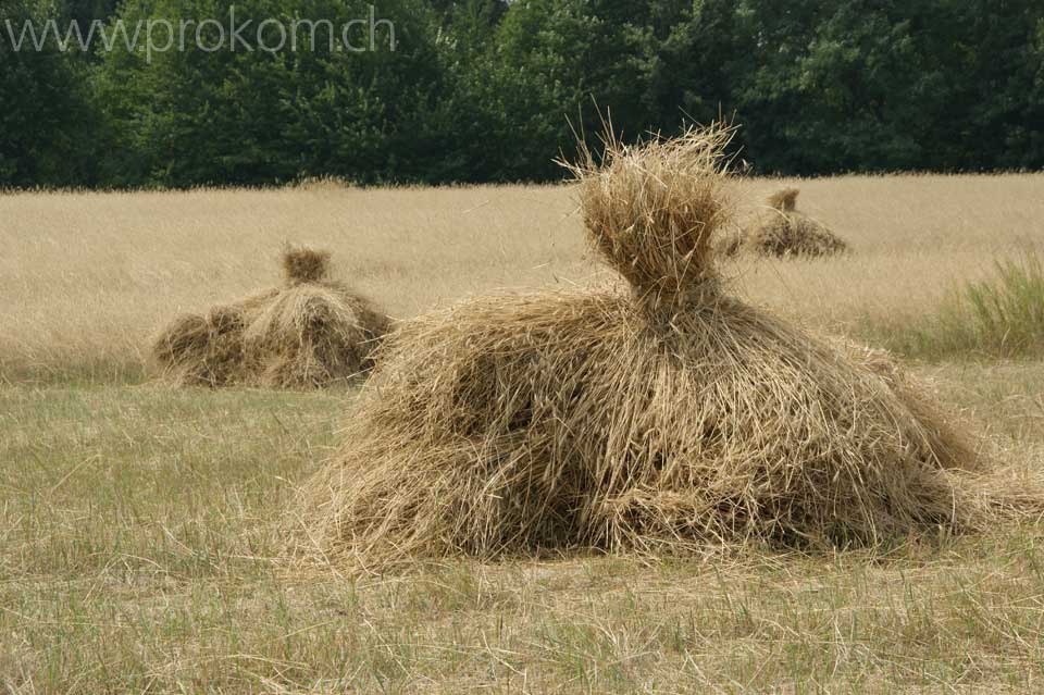 gemähtes Getreide