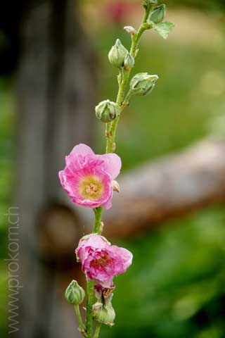 Malva