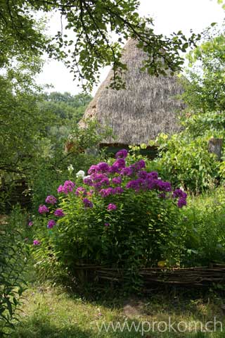 Bauerngarten