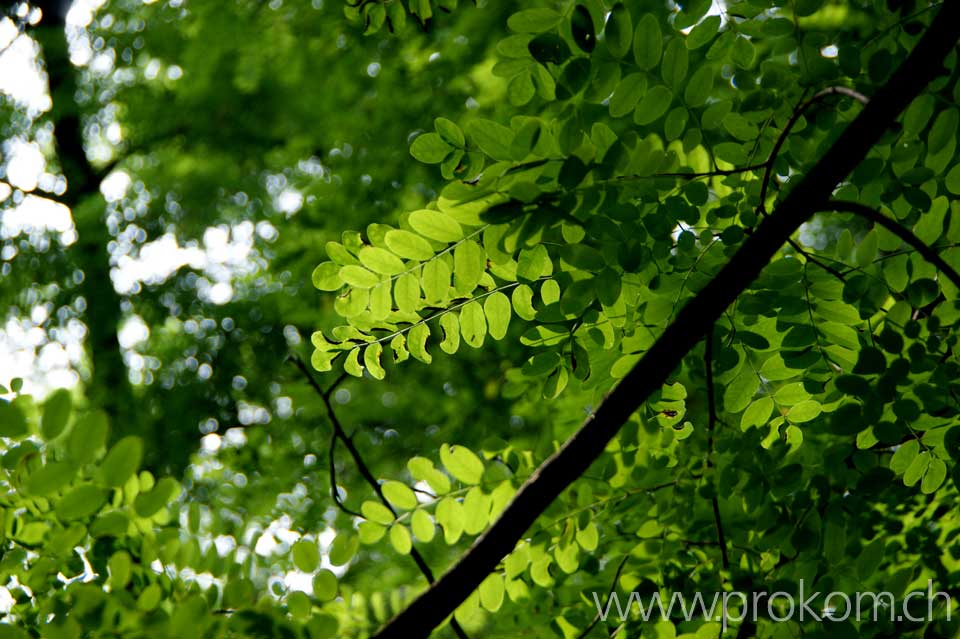 Im Bild: Robinie ( Robinia pseudoacacia)
