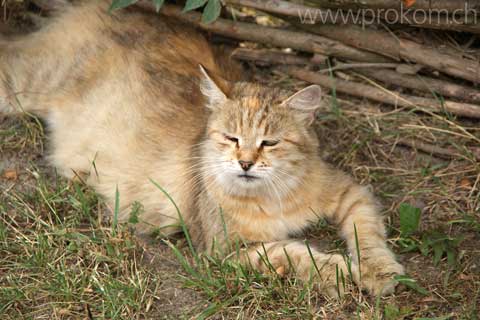 Ein schreckliches Raubtier