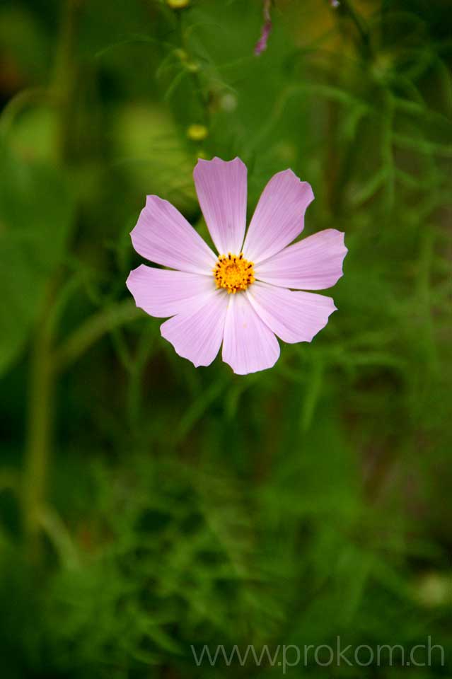 Cosmos bipinnatus