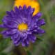 Sommeraster (Callistephus chinensis)
