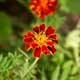 Tagetes