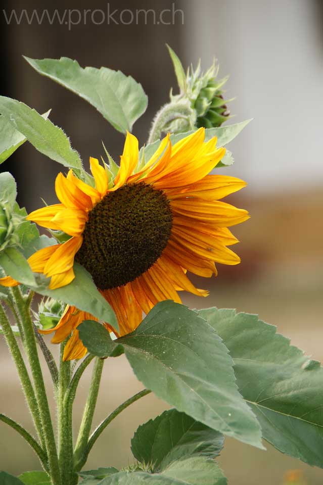 Helianthus annuus