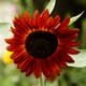 Sonnenblume
