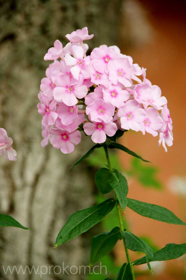 Phlox