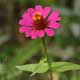 Phlox