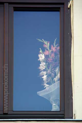gladiolenfenster