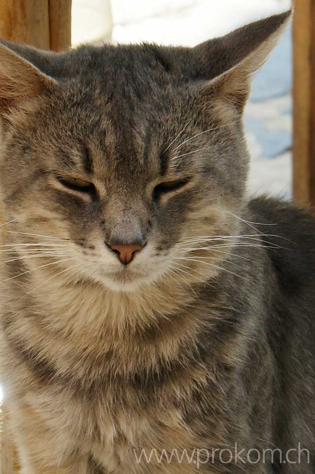 Porträt ukrainski Tigerli – stellt sich schlafend, aber hat alles voll im Griff.