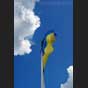 Die ukrainische Flagge auf der Ruine auf dem Hohen Schlossberg, ob Lwiw