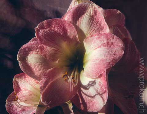Amaryllis