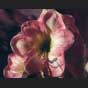 Amaryllis