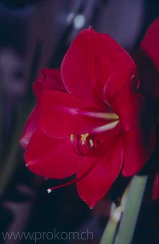 Amaryllis