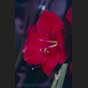 Amaryllis