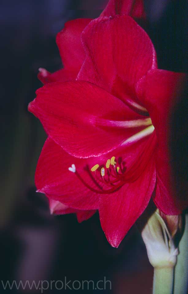 Amaryllis
