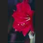 Amaryllis