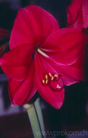Amaryllis