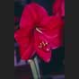 Amaryllis